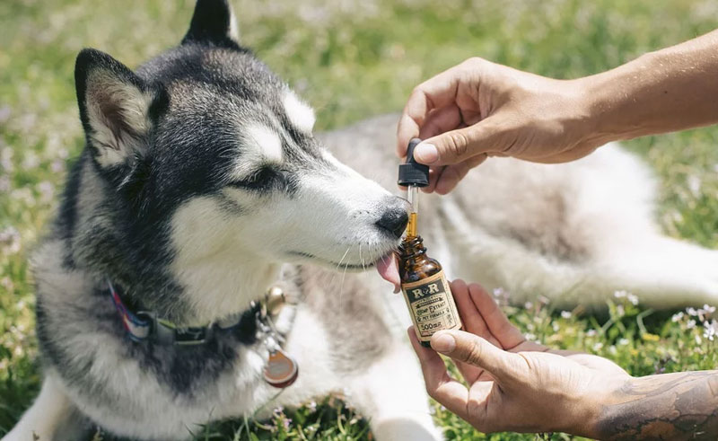CBD: A Miracle Medicine for All the Dogs Out There