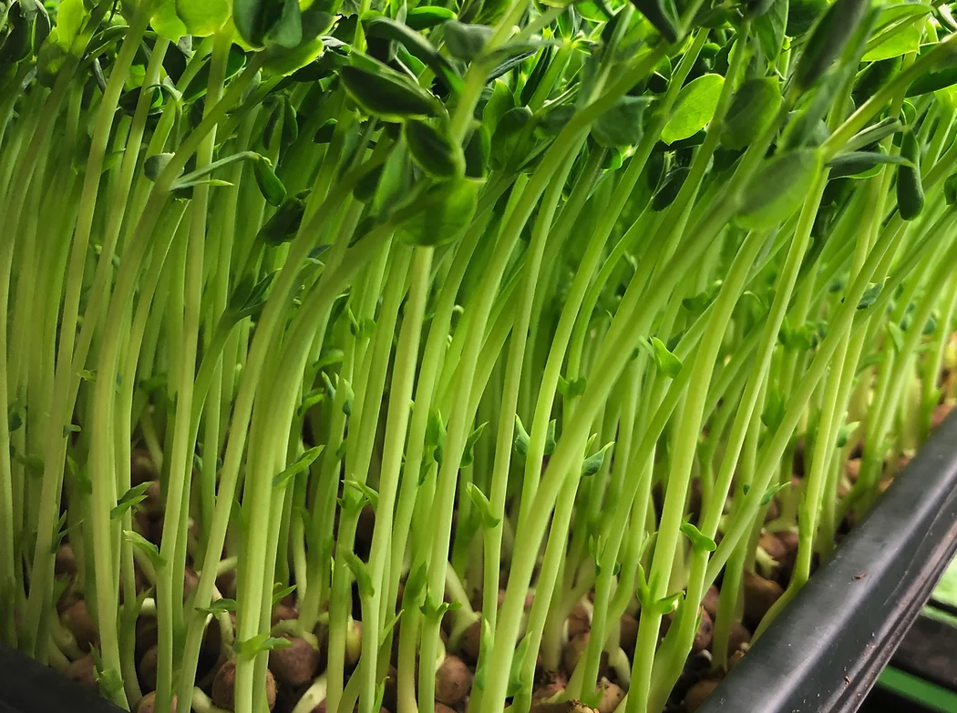 Growing Broccoli Sprouts